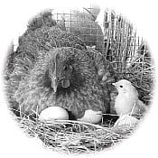 முதலில் வந்தது கோழிதான்: பிரிட்டிஷ் ஆய்வாளர்கள் நிரூபணம்