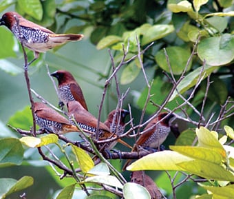 சிட்டுக்குருவி...​ சிட்டுக்குருவி...​ சேதி தெரியுமா?