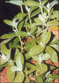 நோய்தீர்க்கும் ராசிமரங்கள்-45: திருவோண நட்சத்திரம் எருக்கு