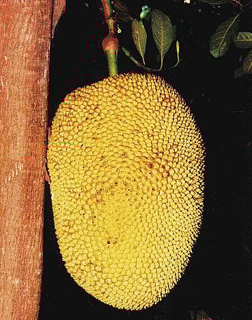 நோய் தீர்க்கும் ராசி மரங்கள் - 16: மிதுன ராசி - பலா மரம்