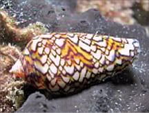 வாழைப்பூ சங்கு!