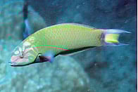 கிளிஞ்சான்