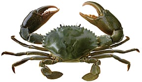 களி நண்டு