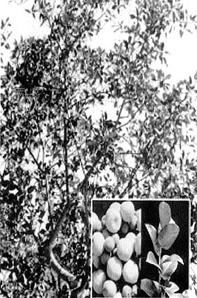 நோய் தீர்க்கும் ராசி மரங்கள் - 9: அத்திமரம்