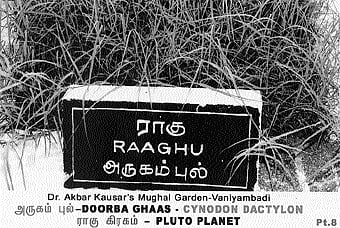 நோய் தீர்க்கும் ராசி மரங்கள் - 11: அருகம்புல் - ராகு கிரகம்