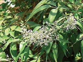 ஆயுள் காக்கும் ஆயுர்வேதம்: கழ​லைக்​குக் கரு​நொச்சி!