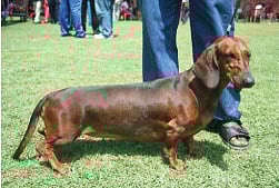 நாய்களுக்கு மரியாதை....!