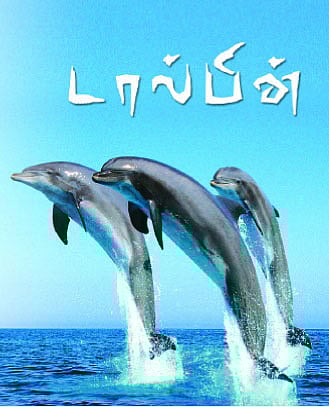 டால்பின்