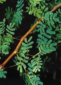 நோய் தீர்க்கும் ராசி மரங்கள் - 29: திருவாதிரை நட்சத்திரம் - செங்கருங்காலி மரம்