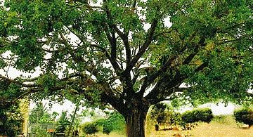 நோய் தீர்க்கும் ராசி மரங்கள் - 31: பூசம் நட்சத்திரம் - அரச மரம்