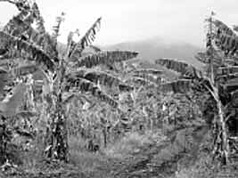 துல்லியப் பண்ணையில் வாழை விவசாயம்! ஹெக்டேருக்கு ரூ.3.50 லட்சம் வரை லாபம்