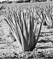 சோற்றுக்கற்றாழையால் பணமும் சேரும்