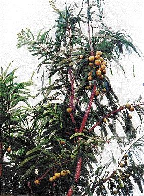 நோய் தீர்க்கும் ராசி மரங்கள் - 25: பரணி நட்சத்திரம் - நெல்லி மரம்