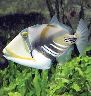 கிலாத்தி மீன்