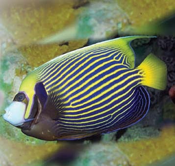 தேவதை மீன்கள்