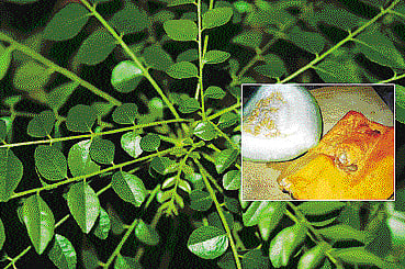 ஆயுள் காக்கும் ஆயுர்வேதம்: கரைந்து போகும் சிறுநீரகக் கற்கள்!