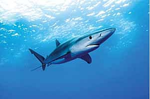 சுறா மீன்