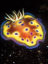 கடல் வண்ணப் புழு