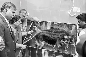 நாய்களுக்கு மருந்துக் குளியல் சிகிச்சை: கால்நடை மருத்துவக் கல்லூரியில் தொடக்கம்