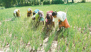 "நாணமேடு வெங்காய விதைக்கு கிராக்கி'