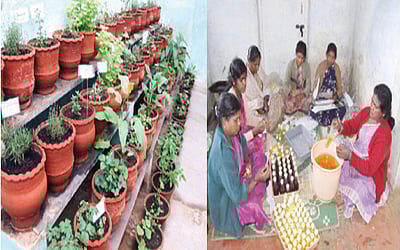 மலை முகட்டில் மூலிகைப் பண்ணை!