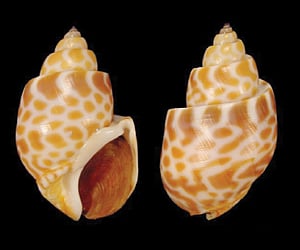 புறா முட்டை சங்கு