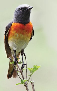 பாடும் பறவைகள்!