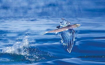 பறக்கும் மீன்!