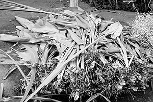 மஞ்சள் விலை வீழ்ச்சி விவசாயிகள் பாதிப்பு