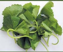 ஆயுள் காக்கும் ஆயுர்வேதம்: பசி அதிகரிக்க... நினைவாற்றல் பெருக...