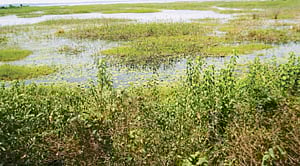 நீர்பரப்பு சுருங்கும் அபாயத்தில் பூண்டி ஏரி