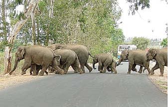 வாழ்விடங்களைப் பறிகொடுத்த யானைகள்!