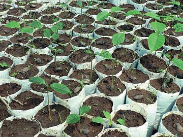 ஒரு மழைக்காட்டு விதையின் பயணம்!