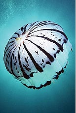 ஜெல்− மீன்!