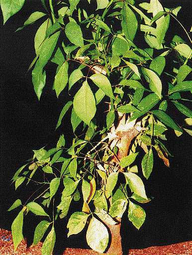 நோய் தீர்க்கும் ராசி மரங்கள் - 24: அஸ்வினி நட்சத்திரம் - எட்டி மரம்