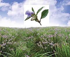 மலரே, குறிஞ்சி மலரே...!