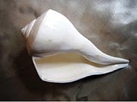 வலம்புரிச் சங்கு