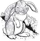 குட்டி முயல் புஸý புஸý சூ