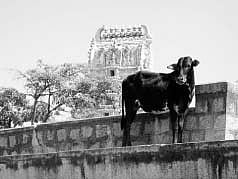 இறைச்சிக்காக ஏலம் போகும் கோயில் மாடுகள்! கோசாலை அமைக்கப்படுமா?
