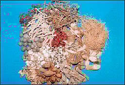 ஆயுள் காக்கும் ஆயுர்வேதம்: எல்லா நோய்களுக்கும் ஏற்ற சிகிச்சை!