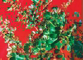 நோய் தீர்க்கும் ராசி மரங்கள் - 39: விசாகம் நட்சத்திரம்-விளா மரம்