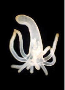 கடலுக்குள் ஒரு கிறிஸ்துமஸ் கலாட்டா!