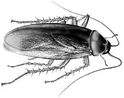 கரப்பான் பூச்சி!