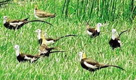 வேடந்தாங்கலாகியது ராமக்காள் ஏரி!