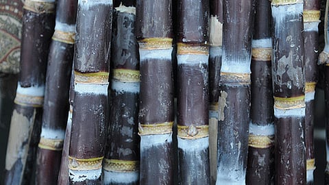 பொங்கல் பண்டிகை: கோயம்பேடு சந்தையில் விற்பனைக்கு குவிந்த கரும்புகள்