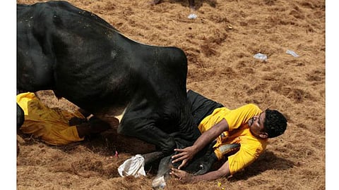 அலங்காநல்லூர் ஜல்லிக்கட்டு நிறைவு: 35 பேர் காயம்