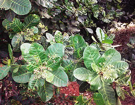 தட்பவெப்ப நிலை மாற்றம்: அச்சத்தில் முந்திரி விவசாயிகள்