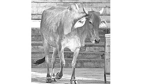 சினை பிடிக்காத கறவை மாடுகள்: தீர்வு என்ன?