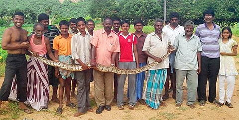 ஆம்பூர் அருகே பிடிப்பட்ட 12 அடி நீள மலைப்பாம்பு