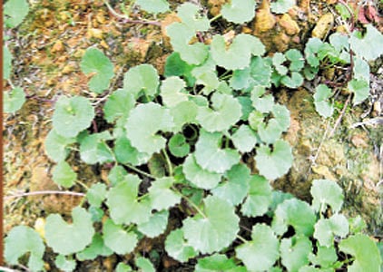 ஆயுள்காக்கும் ஆயுர்வேதம்: சோம்பேறித்தனம் அகல..!